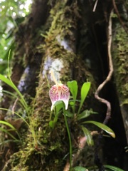 Masdevallia guttulata