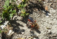 Sphex jamaicensis