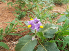 Solanum incanum