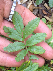Acaena ovalifolia