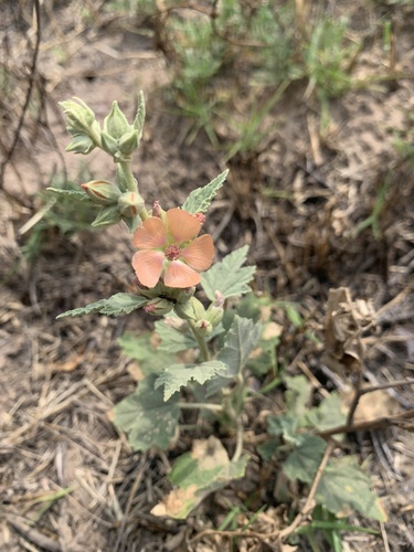 Latin globemallow