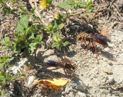 Sphex jamaicensis