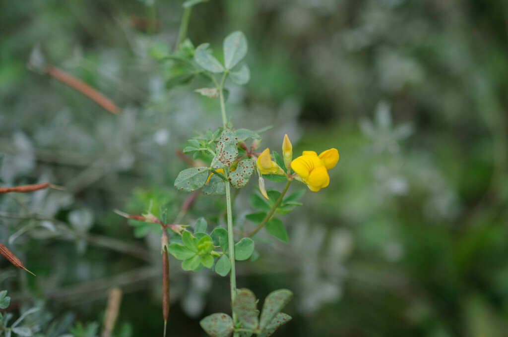 Uromyces euphorbiae-corniculati