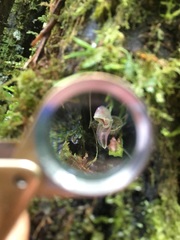 Specklinia