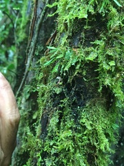 Specklinia