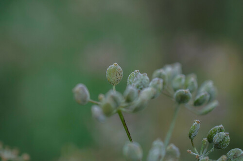 Umbellifer Powdery Mildew