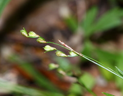 Carex quadriflora