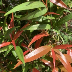 Syzygium hancei