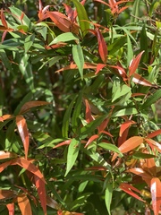 Syzygium hancei