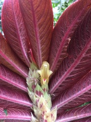 Columnea tessmannii