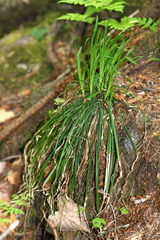 Carex quadriflora