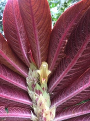 Columnea tessmannii