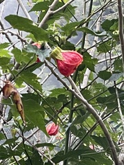 Callianthe picta image