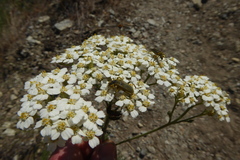 Cortodera