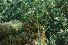 Caulerpa simpliciuscula