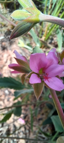 Image of Pelargonium oenotherae by (c) Adele SL, some rights reserved (CC BY)