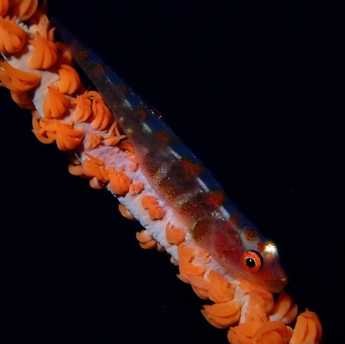 Bryaninops yongei
