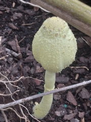 Leucocoprinus birnbaumii image