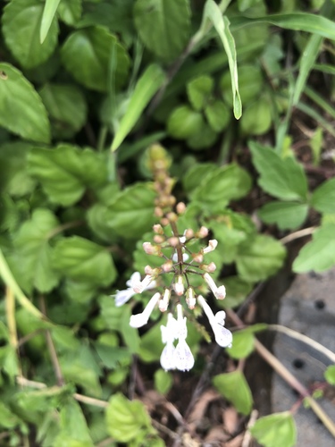 Plectranthus verticillatus