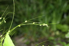Carex remotiuscula