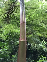 Prestoea