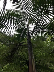 Prestoea