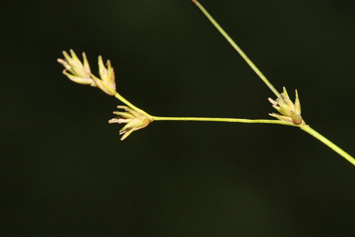 Carex remotiuscula iNat (3)