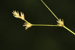 Carex remotiuscula