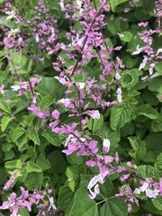 Ocimum labiatum