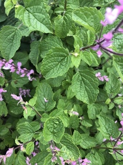 Ocimum labiatum