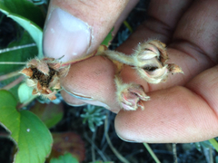 Fragaria chiloensis chiloensis