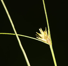 Carex remotiuscula