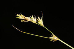 Carex remotiuscula