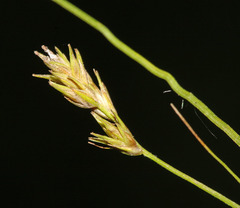 Carex remotiuscula