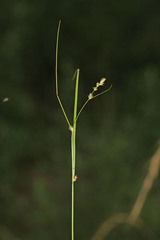 Carex remotiuscula