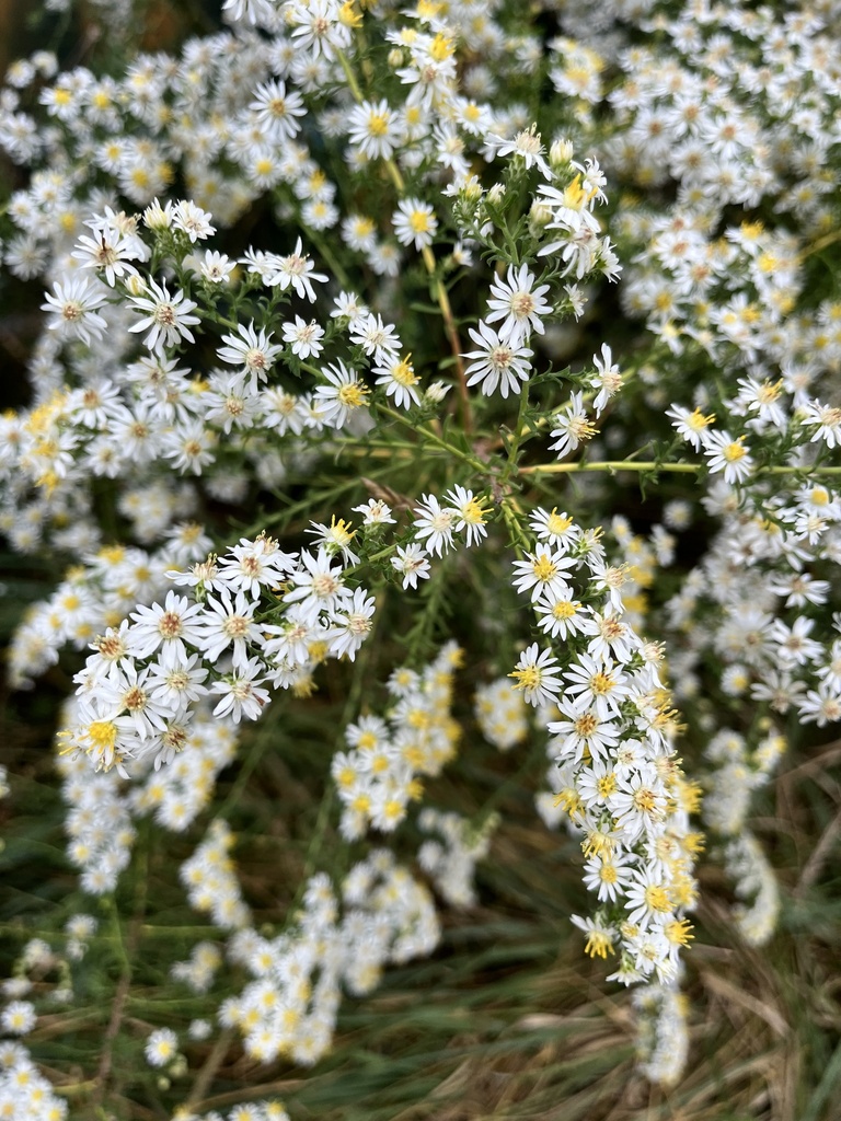 heath aster