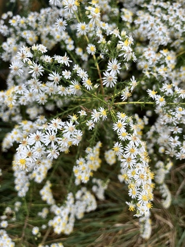 Symphyotrichum ericoides
