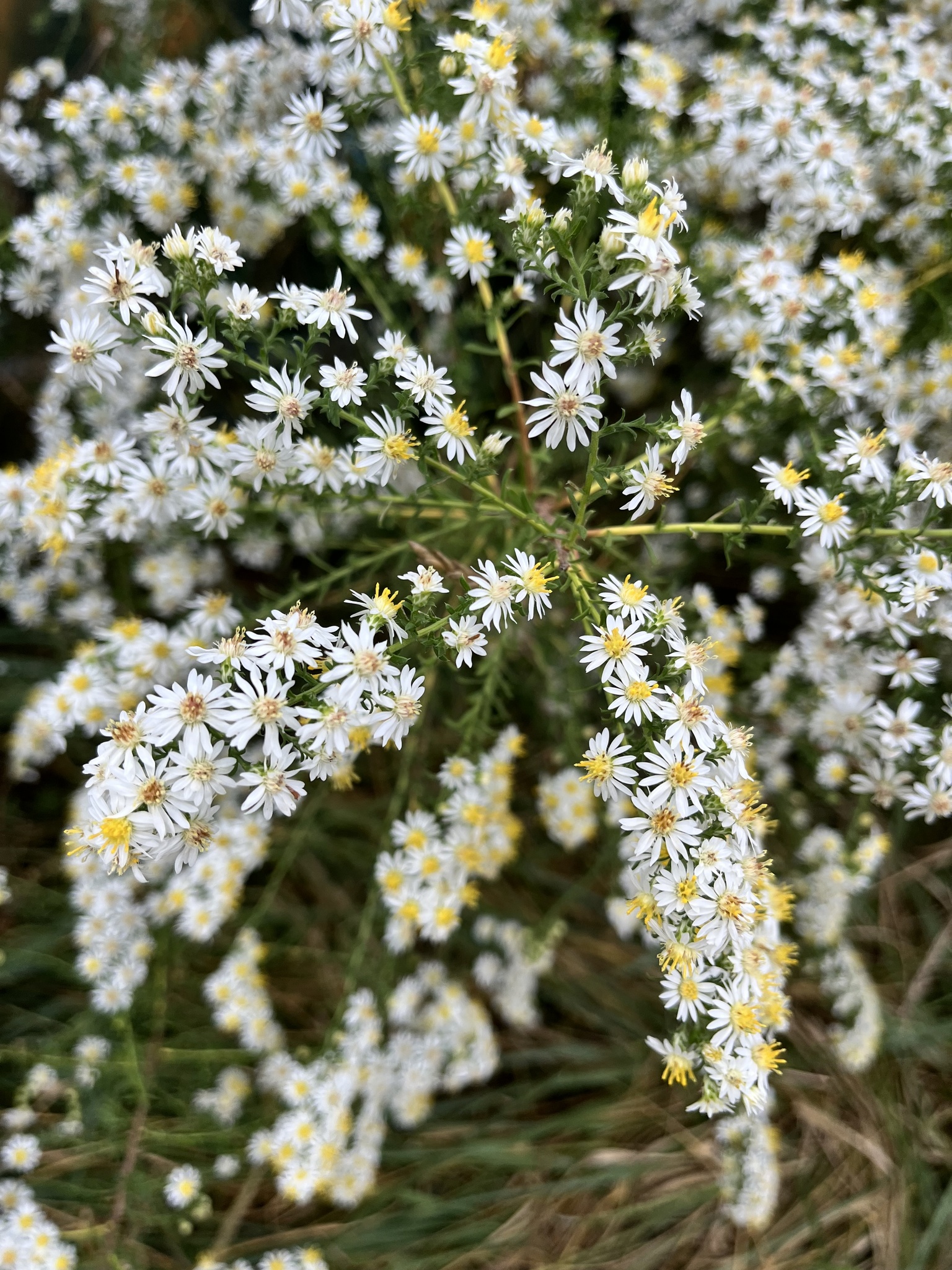 Symphyotrichum ericoides