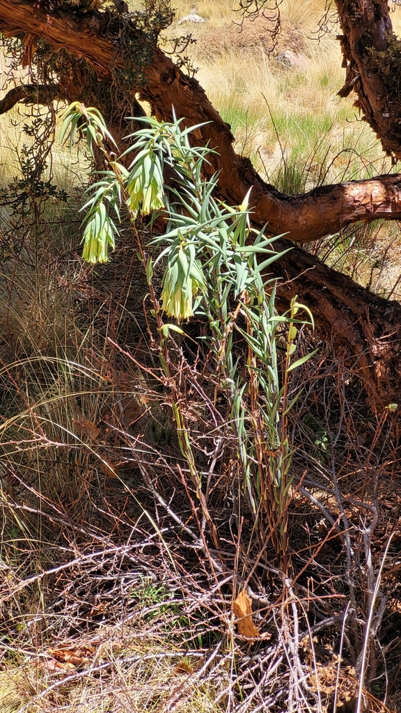 Bomarea involucrosa (Bomarea involucrosa)