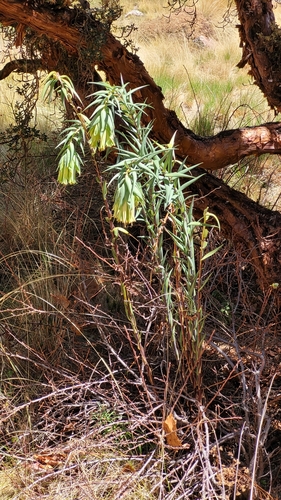 Bomarea involucrosa (Bomarea involucrosa)