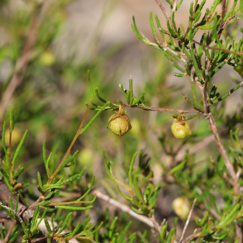 Dodonaea hexandra F.Muell.