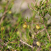 Dodonaea hexandra - Photo (c) Kym Nicolson, algunos derechos reservados (CC BY), subido por Kym Nicolson