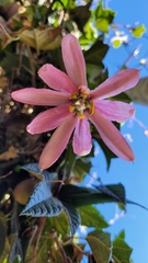 Passiflora mandonii, photograph Frank Dietze, CC BY, iNaturalist via GBIF