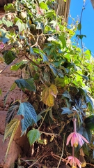 Passiflora mandonii, photograph Frank Dietze, CC BY, iNaturalist via GBIF