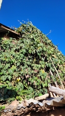 Passiflora mandonii, photograph Frank Dietze, CC BY, iNaturalist via GBIF