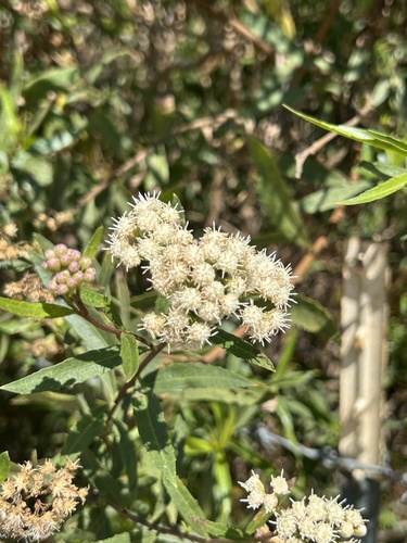 iNaturalist observation photo of mule fat