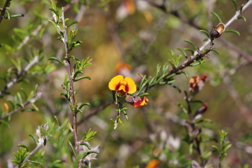 Image of Dillwynia uncinata by (c) Kym Nicolson, some rights reserved (CC BY)