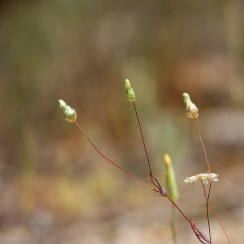 Delicate Copper-wire Daisy (Podolepis tepperi)