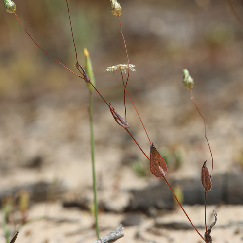Image of Podolepis tepperi by (c) Kym Nicolson, some rights reserved (CC BY)