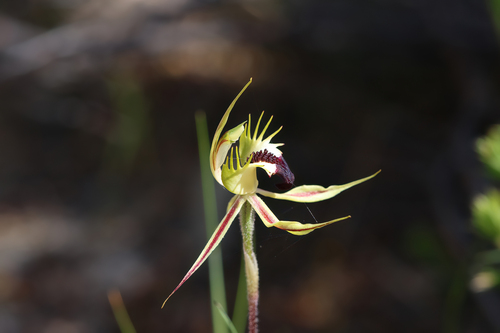Image of Caladenia stricta by (c) Kym Nicolson, some rights reserved (CC BY)